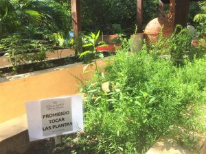 trip to mexico, mexican holiday, family travel, family vacation to mexico, taslim jaffer writer, spanish, langauge learning